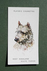 West Highland White Terrier   Vintage 1955 Illustrated Dog Card  Fe27