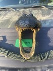 Gator Head 18 Inch From 10 Foot Wild Louisiana Gator