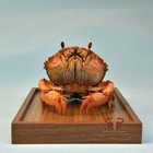 Crab Specimen Ranina Ranina  Museum-quality Taxidermy   Display Box