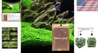 Live Aquarium Plant Seeds For Fish Tank 2 Packs Tropical Green Water Grass
