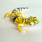    used   bandai Gashapon Leopard Gecko Action Figure Advance High Yellow 165mm 2021