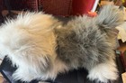 Fao Schwarz Sheep Dog Plush 18 