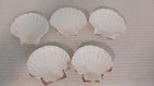 5 White Natural Scallop Sea Shells Ocean Beach Nautical Decoration Free Shipping