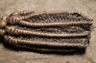 Amazing Grill On Crawfordsville Crinoid Fossil  Crawfordsville  Indiana