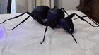 Giant Ant     Realistic Oversized Display Model