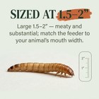Large Superworms 1 5-2    Live Feeder Insects   Free Shipping   Live Arrival