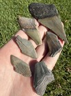 Lot Of Megalodon   Mako Real Shark Tooth Fossils Shark Teeth