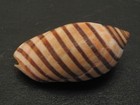 Unique   vexilla Vexillum W o 21 2mm philippine Seashell