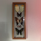 Whimsical Handmade  Framed Real Butterfly   Moth Display Case  Wood   Glass