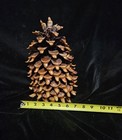 Giant California Coulter Pine Cone Self Collected 1970s 11x7   