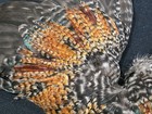 16  Cree Grizzly Chicken Rooster Wings Craft Bird Fly Tying Feathers Taxidermy