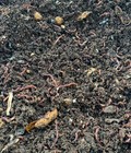 Worms Red Wiggler 25  Live Vermicomposting Garden Poo Workers