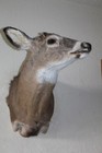Whitetail Deer Head Shoulder Mount Taxidermy Mount Antler Hunt Rack Mule Hide