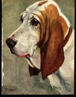 1930s Antique Basset Hound Print F T Daws Art Musket Of Walhampton Pack 5132h