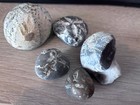 5 X Micraster Echinoid Fossils     Genuine Cretaceous Sea Urchin From Uk 