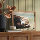 20  X 16  Bear Photography Framed Art Brown - Threshold