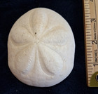 Large Fossil Sea Urchin Echinoid Sea Biscuit Fossilized Sand Dollar Specimen 3 5