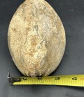 Texas Fossil Bivalve  Rarely Offered 6 25    Shoe Clam pholadomyidae main St Formn