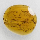 Huge Burmese   Burmite Amber Fossil   100  Genuine Amber