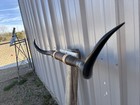 Mounted Steer Horns 4 Feet 10 Inch Longhorn Polished Mount Bull Cow