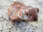 Ceramic Orange Frog  Vintage Flower Pot Decor 2 5 