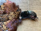 Rooster Ringneck Pheasant Skin 2 Wings Tail Feathers Wall Art Taxidermy Man Cave