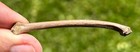 Fossil Bird Bone Avian Rare Pleistocene Ice Age Florida Fossils
