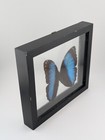 Real Butterfly Blue Morpho Didius In Black Chipped Frame Double Glass 7x7 5