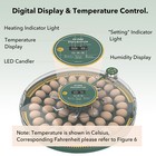 Hbn 52 Egg Incubator With Automatic Egg Turning   Temperature Humidity Control