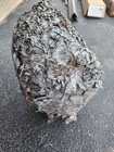 Bald Face Hornet Nest  art   Science  Taxidermy  Real Paper Bee Hive 