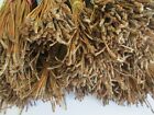 Florida Longleaf Pine Needles  Dried 5  To 10   For Weaving  Crafts  Gourds 1 