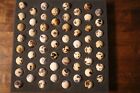 55   Jumbo Whitex Texas A m Coturnix Quail Hatching Eggs