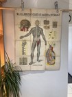 Antique W   Ak Johnson Anatomy Chart Circa 1903 Nervous System