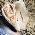 Voluta Shell Brown And White Pattern Approx  5 Inches
