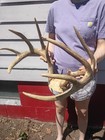 Giant Wild 157 Inch 10 Point Whitetail Deer Antlers Rack