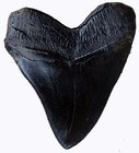 5 5  Black Megalodon Tooth Replica W  Serrations     Prehistoric Planet  126