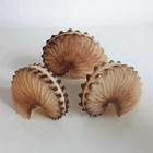 Real Argonaut Shell Paper Nautilus Shell Natural Brown Seashell Rare 2-3  In