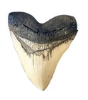 Giant Megalodon Shark Tooth Fossil - Authentic Collector s Item  Rare Find