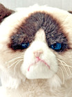 Gund Grumpy Cat Soft Plush Stuffed Animal 9  4040133