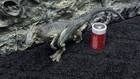 Papo Original Stalking Allosaurus Dinosaur Model Circa 2008