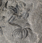 Beautiful Big Rare Carboniferous Plant Fossil Flower Shaped Annularia Jongmansi