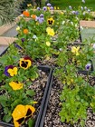 50   Dried Pressed Pansies And Violas Organic Food Safe