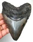 Megalodon Shark Tooth Real Fossil - 4 35    Prehistoric Shark Teeth No Repairs