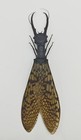 Acanthacorydalis Fruhstorferi