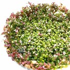Rotala Hra Tissue Culture   Aquarium Plants Factory  