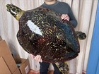 Fish Replica Very Realistic Fiberglass Hawksbill Sea Turtle Model Mount 90cm