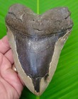 5 77      Megalodon Tooth Real Megalodon Shark Tooth Fossil No Restorations  