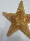 Large  10   Beautiful Real Dried Starfish   About 50 Years Old