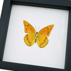 Appias Nero Zarinda Verso Butterfly Eastern Orange Albatross Framed Taxidermy
