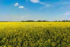 Trophy Rape Seed     Non-gmo Deer Food Plot   Forage Cover Crop  no-till 